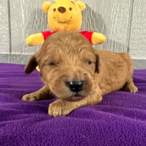 Goldendoodle Puppy Pam
