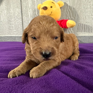 Goldendoodle Puppy Pam