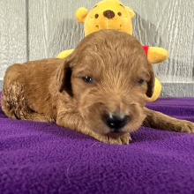Goldendoodle Puppy Pam