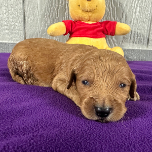 Goldendoodle Puppy Pam