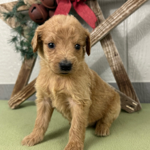 Goldendoodle Puppy Pam