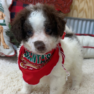Pomapoo Puppy Luke