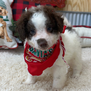 Pomapoo Puppy Luke