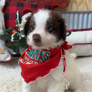 Pomapoo Puppy Luke