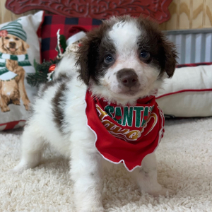 Pomapoo Puppy Luke