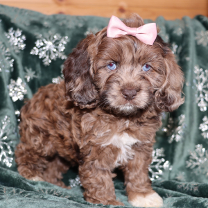 Cockapoo Puppy Pozie