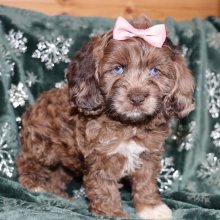 Cockapoo Puppy Pozie