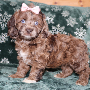 Cockapoo Puppy Pozie