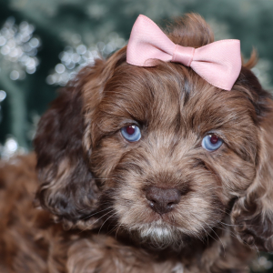 Cockapoo Puppy Pozie