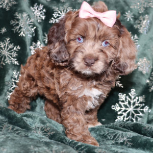 Cockapoo Puppy Pozie