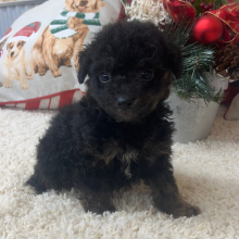 Aussiedoodle Puppy Candy