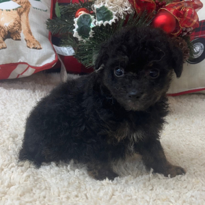 Aussiedoodle Puppy Candy