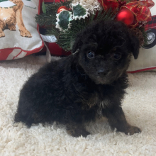 Aussiedoodle Puppy Candy