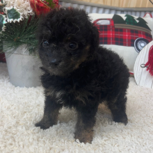 Aussiedoodle Puppy Candy