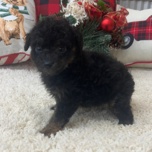 Aussiedoodle Puppy Candy