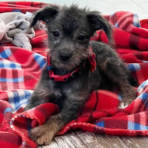 Aussiedoodle Puppy Candy