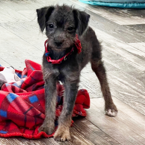 Aussiedoodle Puppy Candy