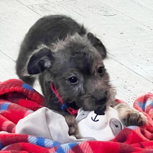 Aussiedoodle Puppy Candy