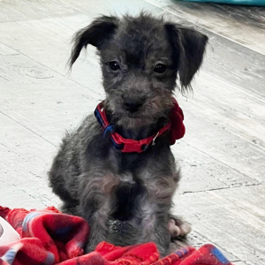 Aussiedoodle Puppy Candy