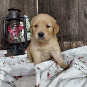 Golden Retriever Puppy Coco