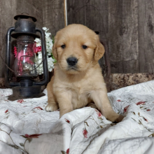 Golden Retriever Puppy Coco
