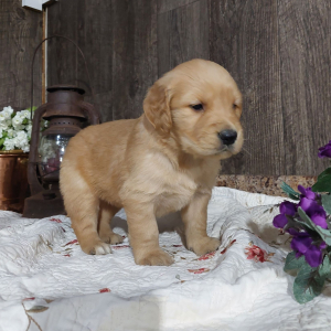 Golden Retriever Puppy Coco