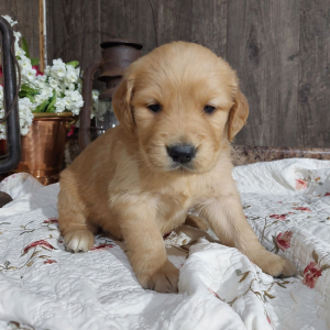 Golden Retriever Puppy Coco
