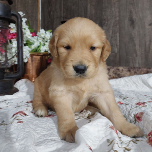 Golden Retriever Puppy Coco