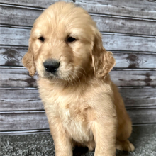 Golden Retriever Puppy Rocky