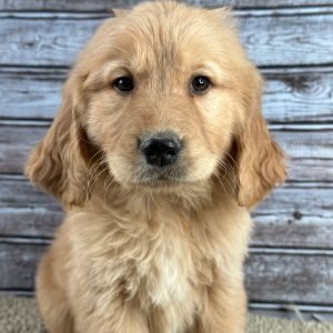 Golden Retriever Puppy Rocky