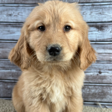Golden Retriever Puppy Rocky