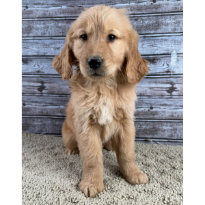 Golden Retriever Puppy Rocky