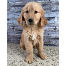 Golden Retriever Puppy Rocky