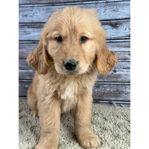 Golden Retriever Puppy Rocky
