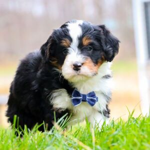 Bernedoodle Puppy Konner