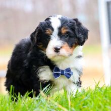 Bernedoodle Puppy Konner