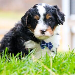 Bernedoodle Puppy Konner