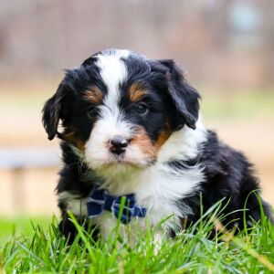 Bernedoodle Puppy Konner