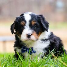 Bernedoodle Puppy Konner