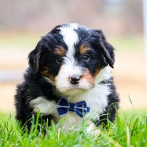 Bernedoodle Puppy Konner