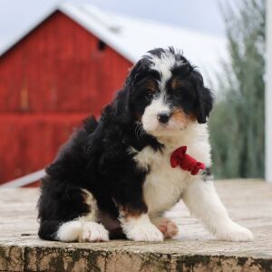 Bernedoodle Puppy Konner