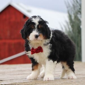 Bernedoodle Puppy Konner