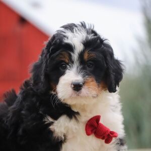 Bernedoodle Puppy Konner