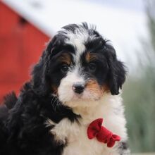 Bernedoodle Puppy Konner