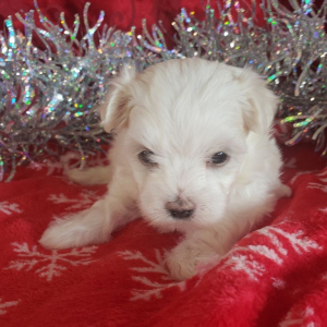 Maltese Puppy Myra