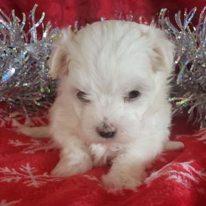 Maltese Puppy Myra