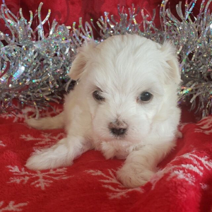 Maltese Puppy Myra