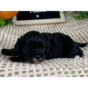 Cavapoo Puppy Stephanie