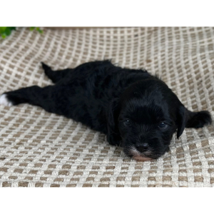 Cavapoo Puppy Stephanie