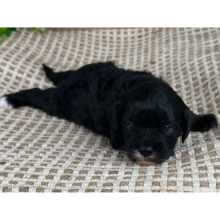 Cavapoo Puppy Stephanie